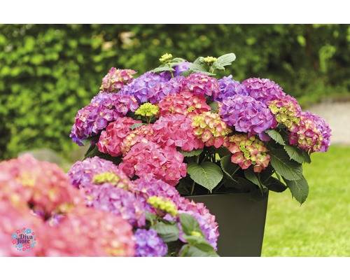 Hortensien in einem Pflanzgefäß im Garten