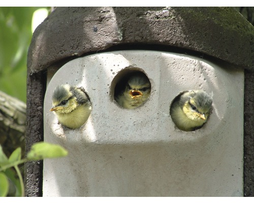 Vogelhaus mit drei jungen Blaumeisen, die aus den Öffnungen schauen