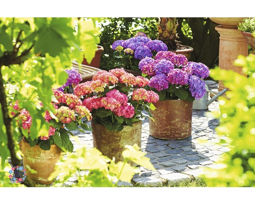 Drei Hortensien in Töpfen auf einer Terrasse