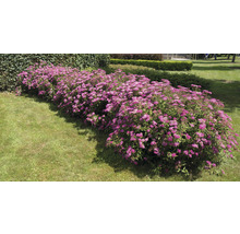 Blühende Spiraea Hecke im Garten