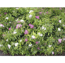 Strauch mit grünen Blättern und weißen sowie pinkfarbenen Blüten
