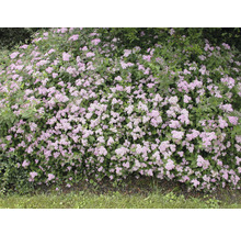 Spierstrauch mit Blüte