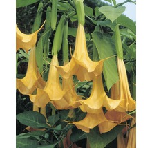 Engelstrompetenblüten mit grünen Blättern