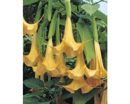 Engelstrompetenblüten mit grünen Blättern