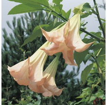 Engelstrompetenblüten an einem Zweig