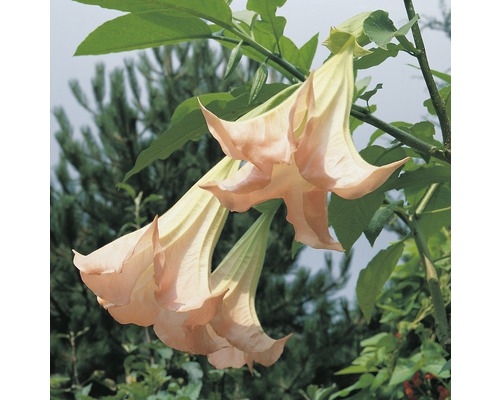 Engelstrompetenblüten an einem Zweig