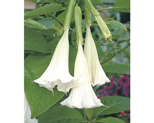 Nahaufnahme von Engelstrompetenblüten