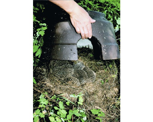 Igelhaus mit Igel unter Aufsicht einer Hand