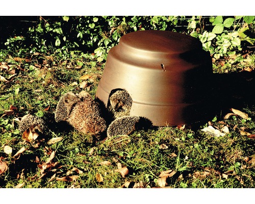 Mehrere Igel vor einem Igelhaus im Garten