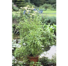Bambuspflanze im Topf im Garten