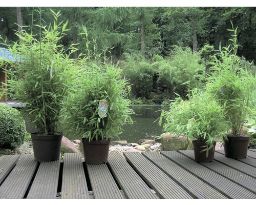 Bambuspflanzen in Töpfen auf einer Holzterrasse, im Hintergrund ein Teich und Bäume.