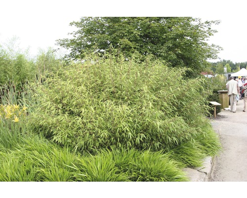 Bambusstaude im Garten