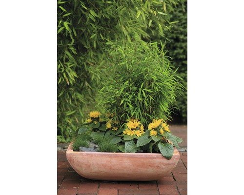 Blumenkasten bepflanzt mit Bambus und Sonnenblumen im Garten