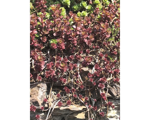 Kriechender Mauerpfeffer auf Steinen im Garten.