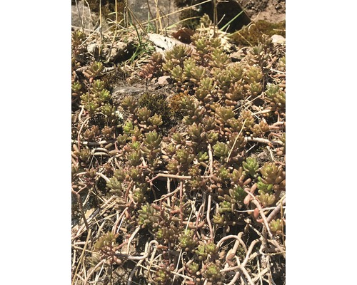 Nahaufnahme von Fetthenne Gewächsen im Garten