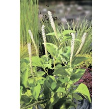 Garten mit Kaukasischer Günsel und Ziergräsern