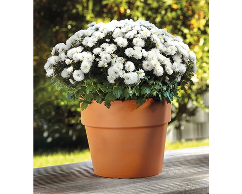 Chrysantheme mit weißen Blüten in einem Terrakotta Blumentopf