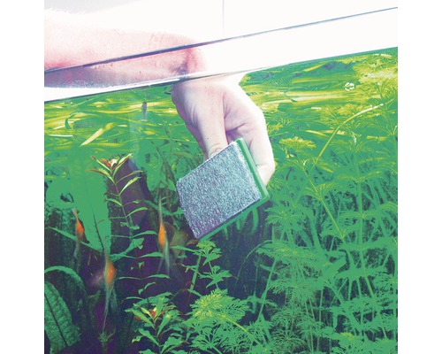 Aquariumreinigung mit einem Algenentferner
