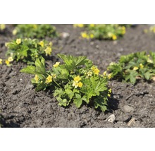 Golderdbeere FloraSelf Waldsteinia geoides H 5-10 cm Co 0,5 L