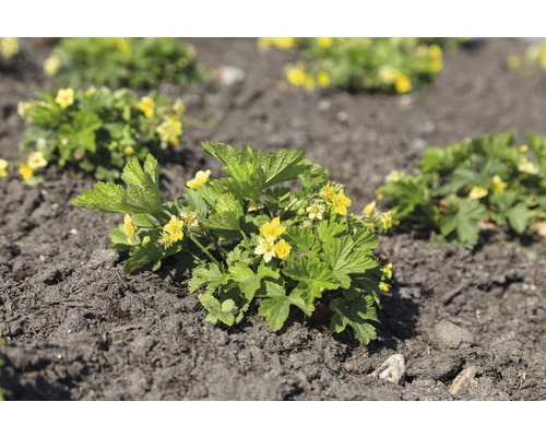 Golderdbeere FloraSelf Waldsteinia geoides H 5-10 cm Co 0,5 L