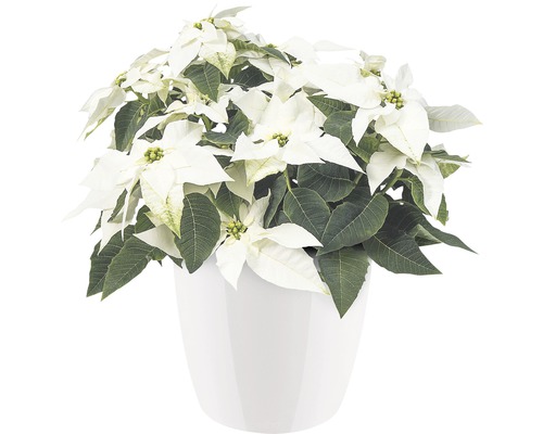 Weihnachtsstern in einem Topf