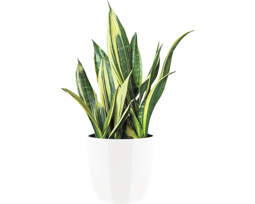 Sansevieria Pflanze im Topf