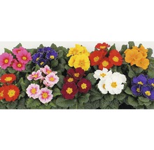 Verschiedenfarbige Primelblüten mit grünen Blättern