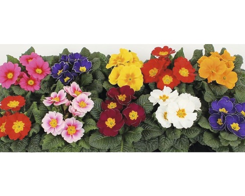 Verschiedenfarbige Primelblüten mit grünen Blättern
