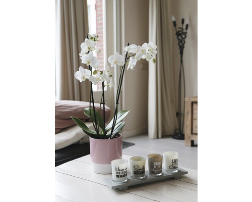 Dekorative Orchidee in einem Topf und Teelichthalter auf einem Tisch in einem Wohnzimmer.