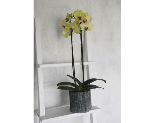 Gelbe Orchidee im Topf auf einer Leiter