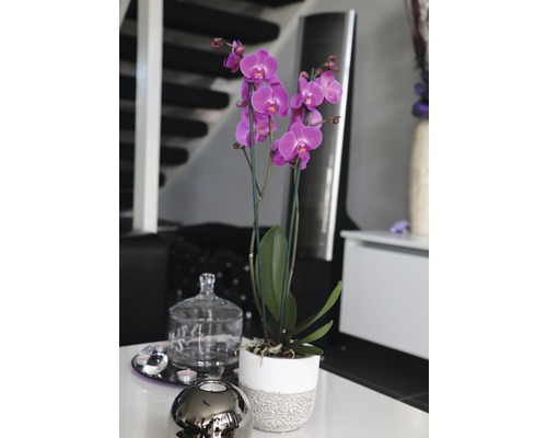 Orchidee im Topf auf einem Tisch in einem Raum