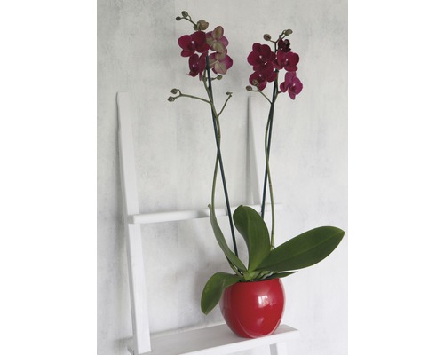Orchidee in rotem Topf auf einem Regal