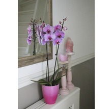 Orchidee in einem Topf neben Kerzenständern und einem Spiegel