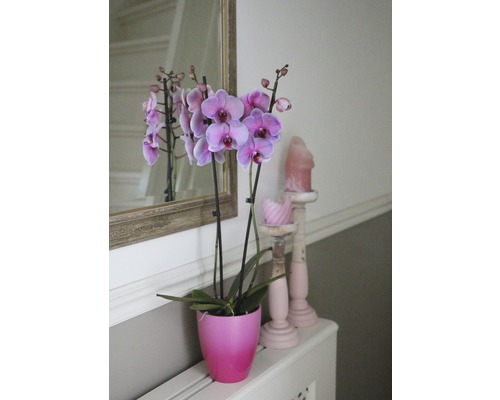 Orchidee in einem Topf neben Kerzenständern und einem Spiegel