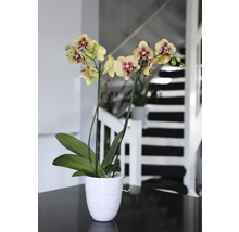 Gelbe Orchidee in einem Topf auf einem Tisch