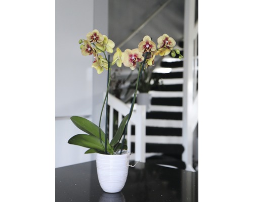 Gelbe Orchidee in einem Topf auf einem Tisch