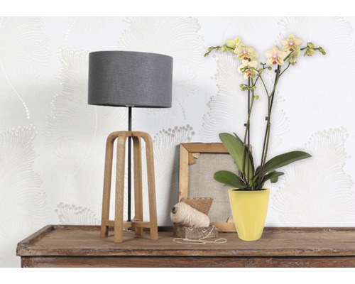 Dekoratives Arrangement mit Tischleuchte, Orchidee im Topf und dekorativen Elementen auf einem Tisch