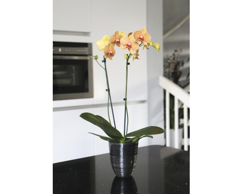 Orchidee in einem Topf auf einer Küchenarbeitsplatte