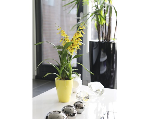 Gelbe Zimmerpflanze im Topf auf einem Tisch