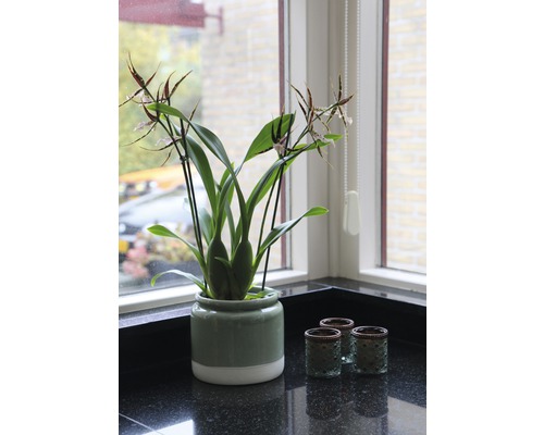 Zimmerpflanze mit Blüten in Keramiktopf und dekorativen Gläsern auf Küchentheke