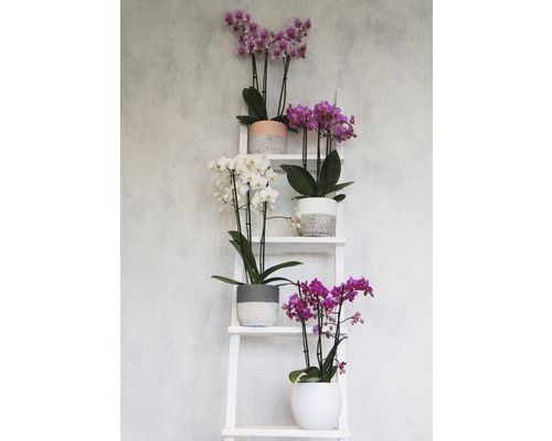Dekorative Zimmerpflanzen: Mehrfarbige Orchideen in Übertöpfen auf einer weißen Leiter