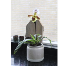 Frauenschuh-Orchidee in einem Topf