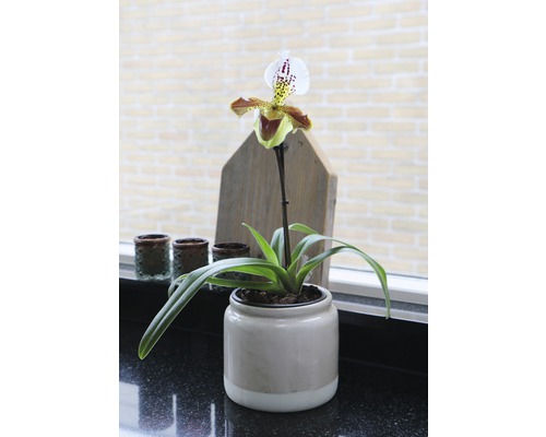 Frauenschuh-Orchidee in einem Topf