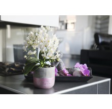 Schmetterlingsorchidee FloraSelf Phalaenopsis multiflora 'Soft Cloud' H 45-55 cm Ø 12 cm Topf 4 Rispen