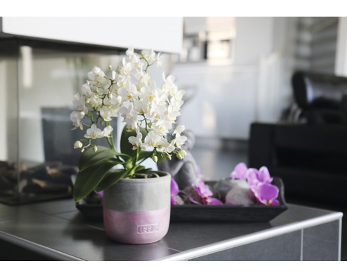 Orchidee im Topf als Dekoration im Wohnzimmer