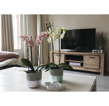 Zwei Orchideen im Topf auf einem Tisch in einem Wohnzimmer.