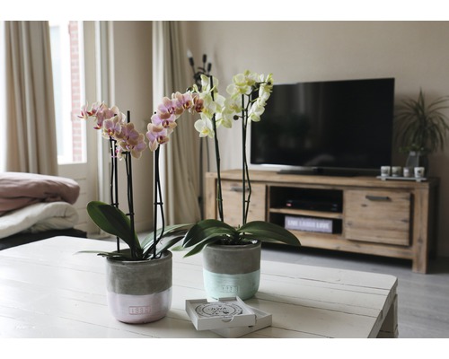 Zwei Orchideen im Topf auf einem Tisch in einem Wohnzimmer.