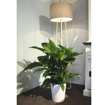 Einblatt FloraSelf Spathiphyllum wallisii H 90-105 cm Ø 21 cm Topf