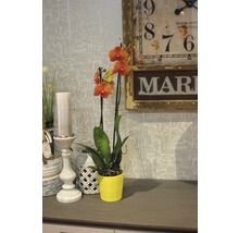Dekorative Szene mit orangefarbener Orchidee im gelben Topf, Vintage-Uhr und Kerzenständer