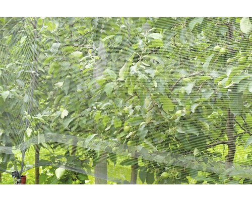Obstbaum mit Schutznetz